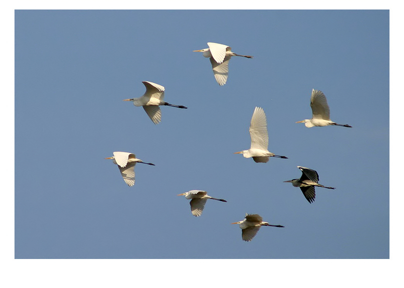 Free As a Bird