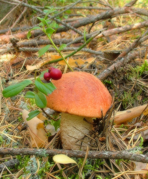 Подосиновик