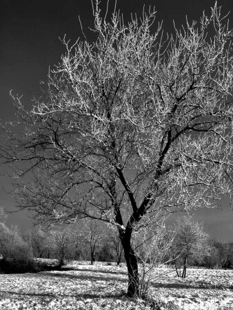 зима в черно-белых тонах