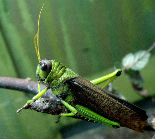 Кузнечик