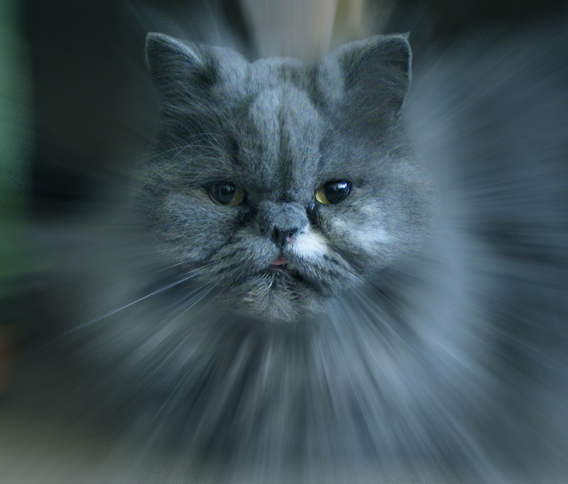 Blue Cat