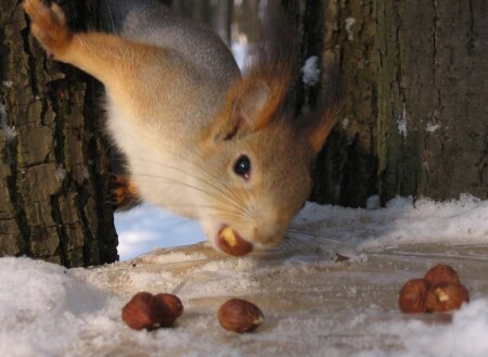 Белочка и орех.