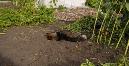 Уморилась...