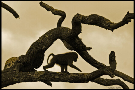 В пасти дракона