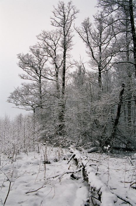 Зимний лес