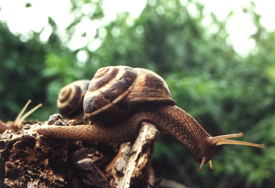ulitki