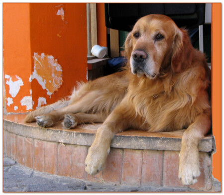 Рыжая тоска