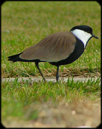 Шпорцевый чибис (Vanellus spinosus)