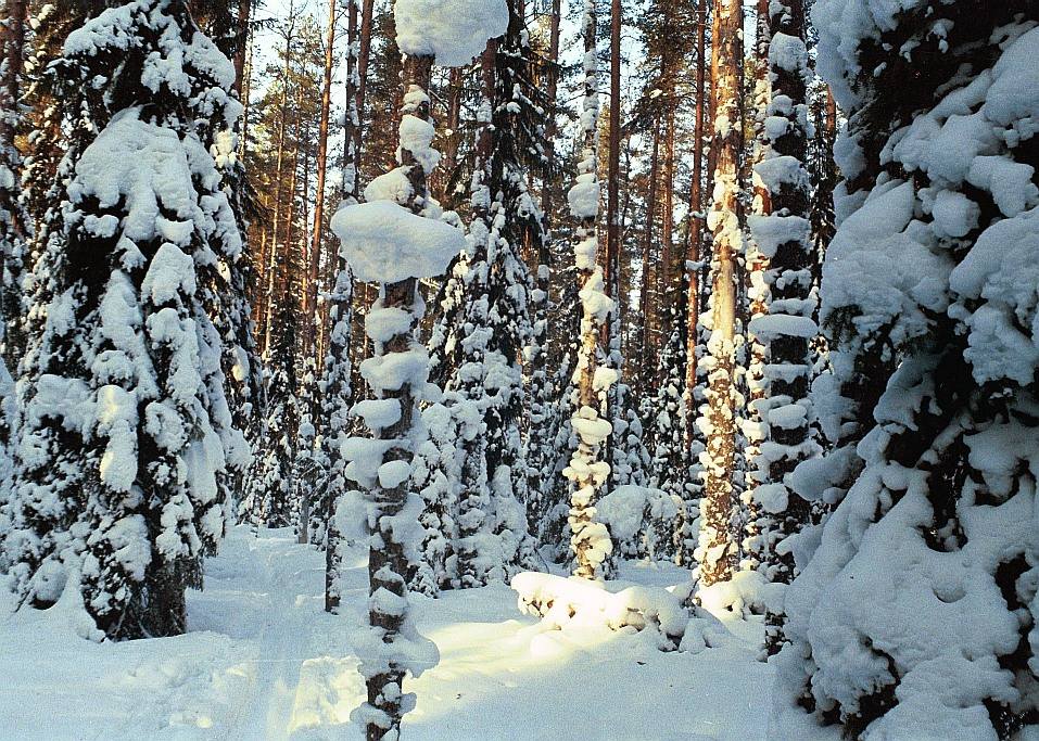 Сорок одежек (у меня от зайцев, а у вас?))