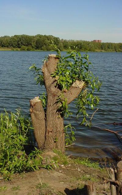 Все равно буду жить
