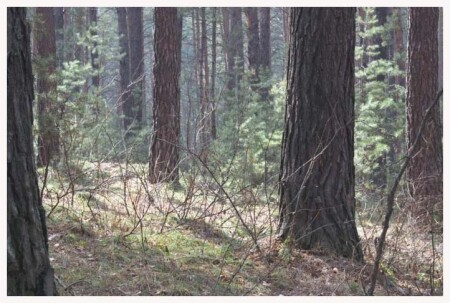 Сосновый бор