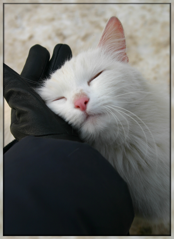 Счастье дворовой кошки..