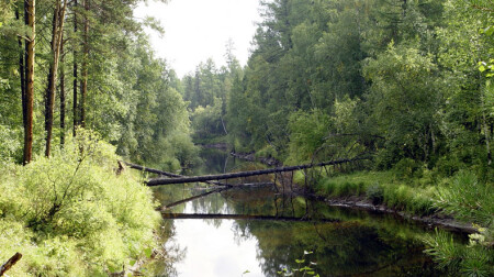 У таежной реки