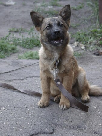 Подрасту - укушу!