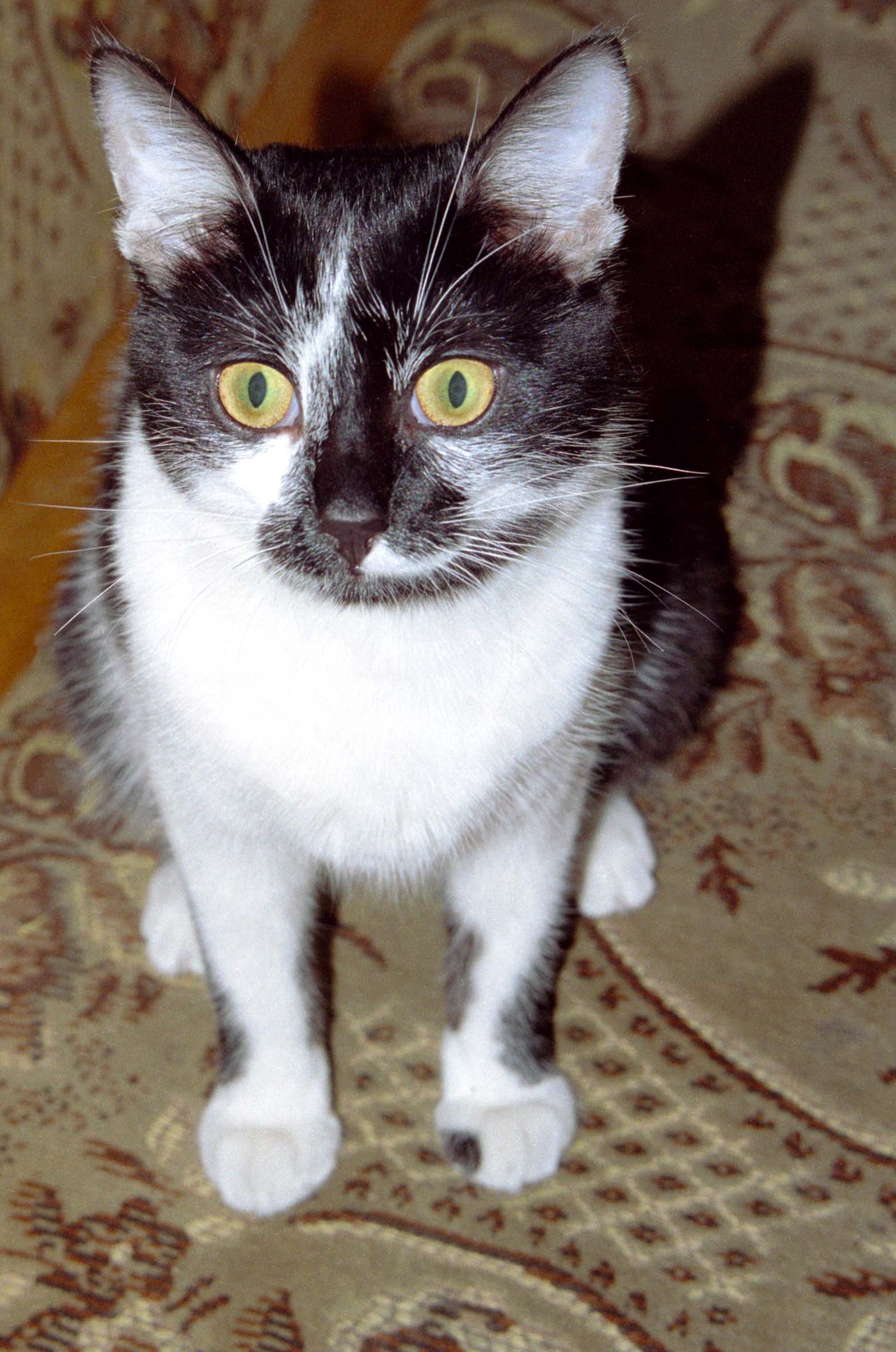 Котёнок
