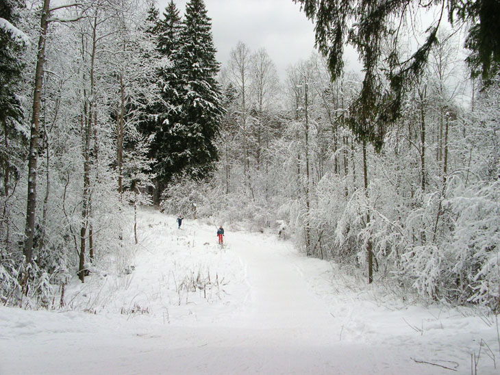 Лыжня