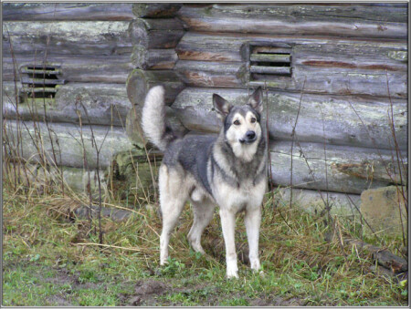 Верный сторож