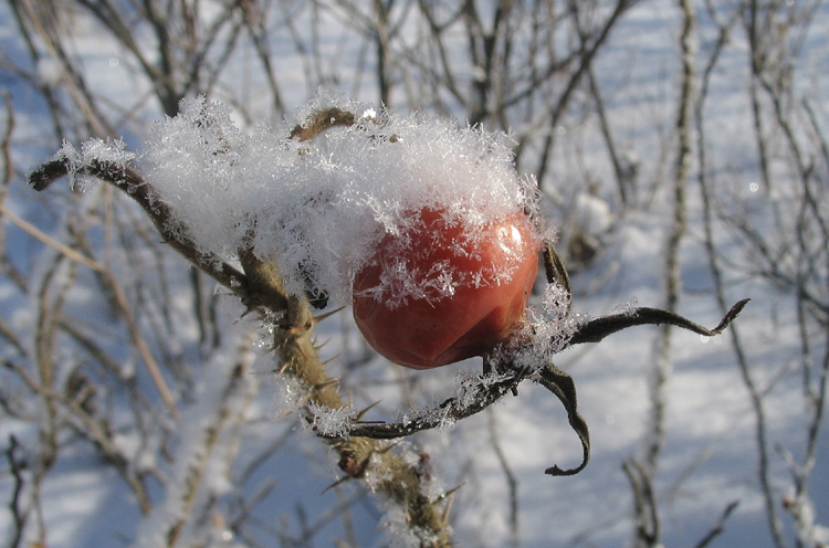 шиповник, 27 февраля