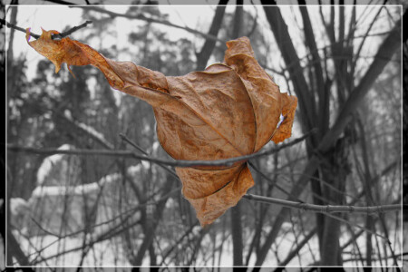 А доживу ли до весны?