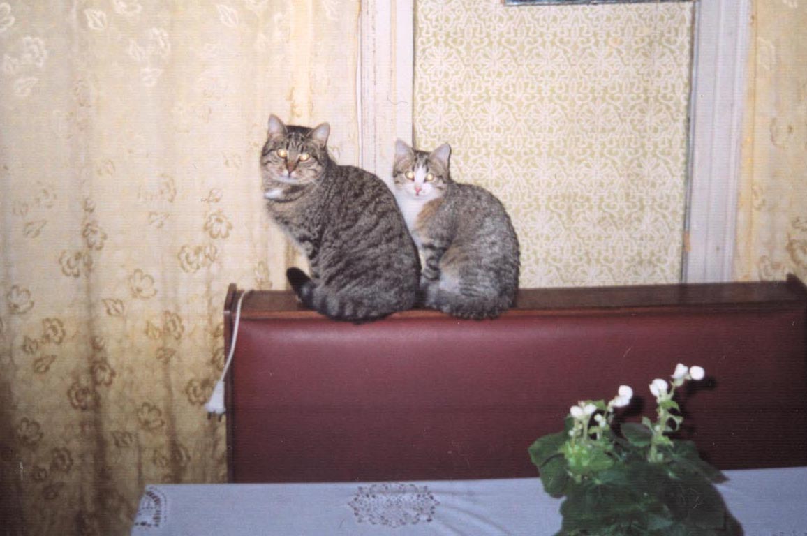 Тренируйся, на кошках!