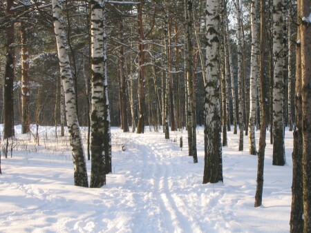 Зимний лес