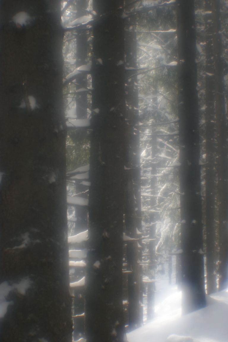 forest