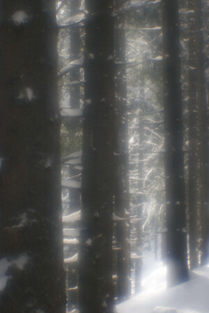 forest