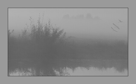 Foggy Morning