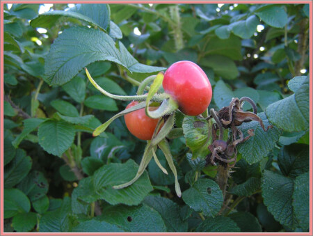 Красная ягода...