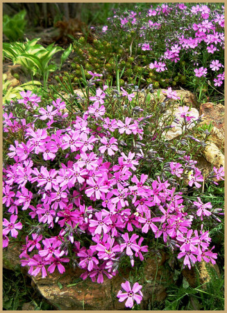 флокс шиловидный