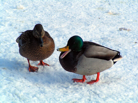 Влюблённые!