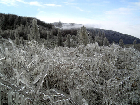 Ледяной лес