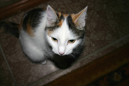 У каждого свои проблемы