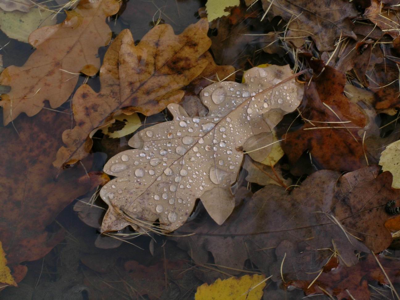 Конец осени