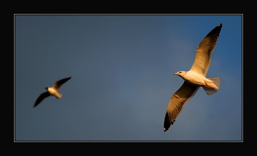 Evening Flight 