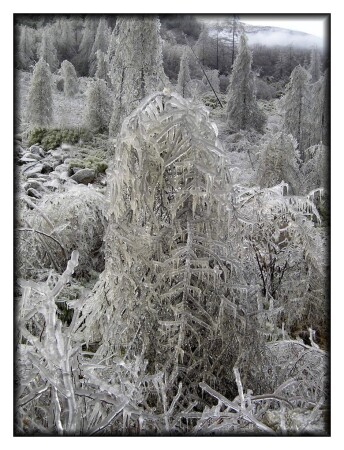 Ледяной лес - 2