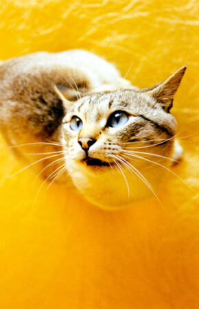 golden cat