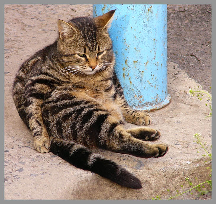 Лежебока