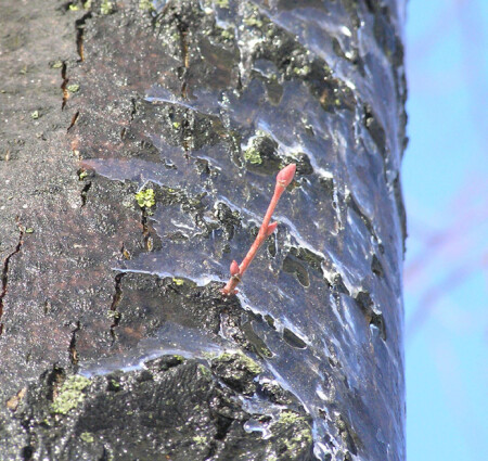 Весна идет!!!