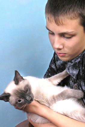 Кот Сима