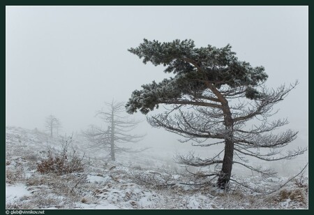 В тумане