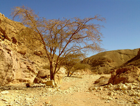 ISRAEL NATIONAL TRAIL в Эйлате (28)
