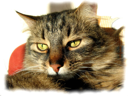 Портрет моего кота