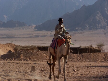 Bedouin