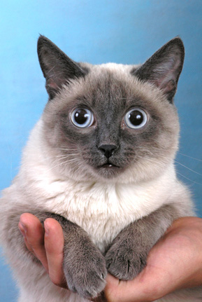 кот