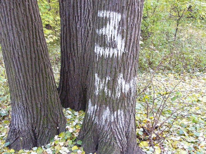 верстовые стволы