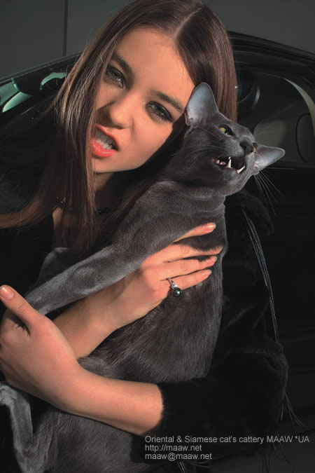 кошачьи ягуары