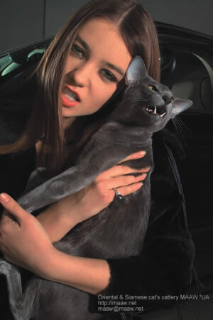 кошачьи ягуары