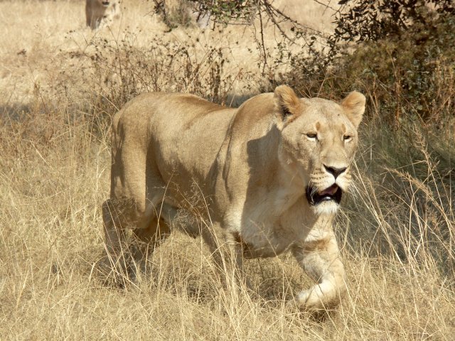 Big Cat