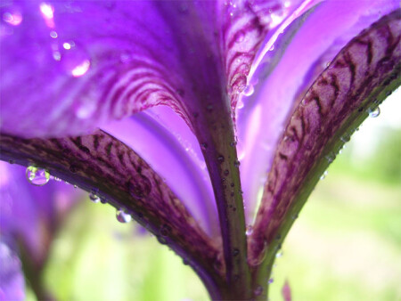 женское начало